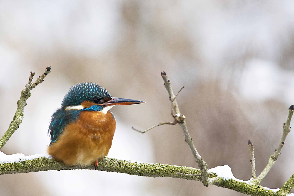 Eisvogel auf Ansitzast