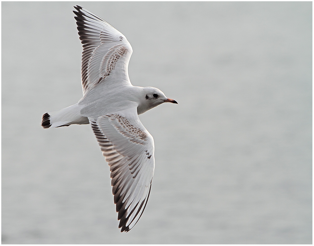 Der Segelflug