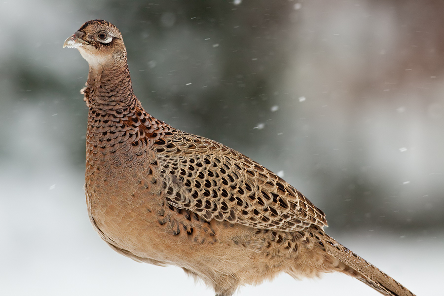 Fasanenhenne (Phasianus colchicus) im Schneetreiben