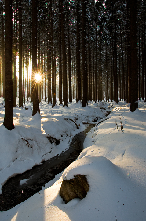 Spaziergang im Winterwald