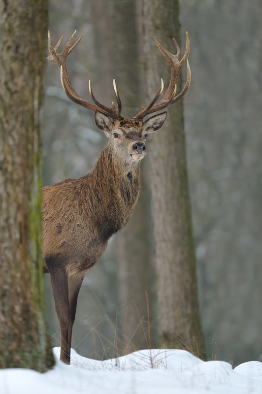 King of the forest