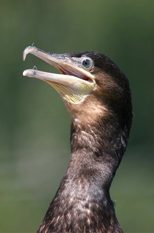 Vogel des Jahres 2010