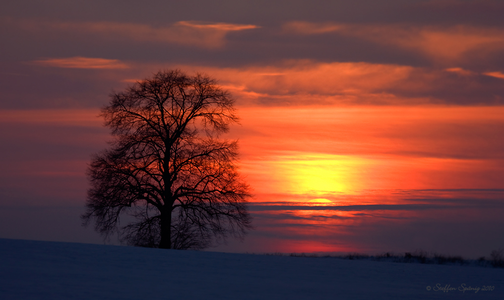 Linde im Abendrot