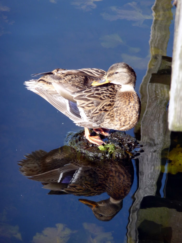 Stockente Im Spiegel