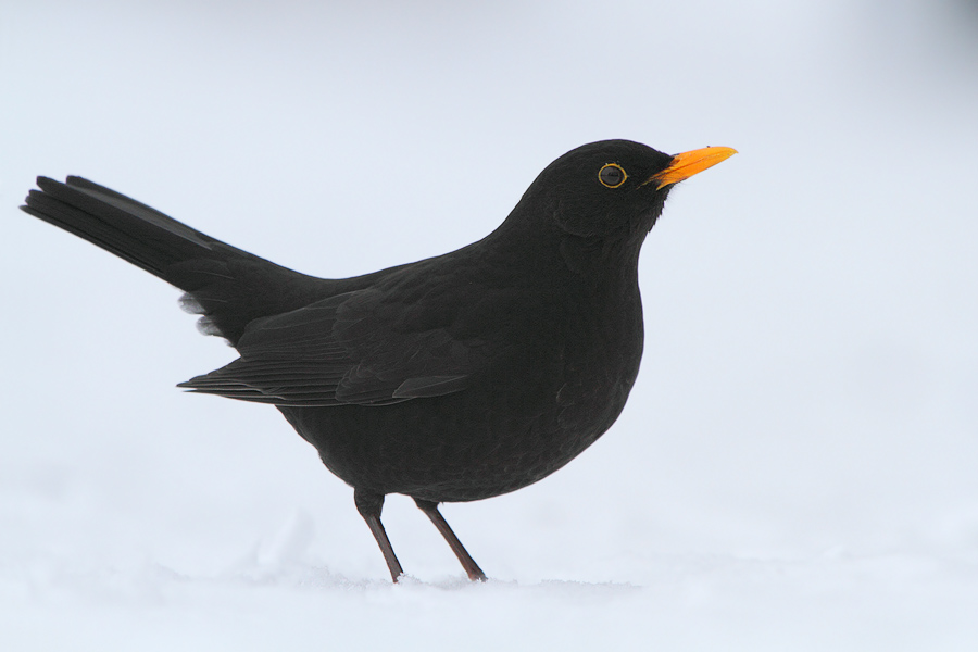 Typisch Amsel