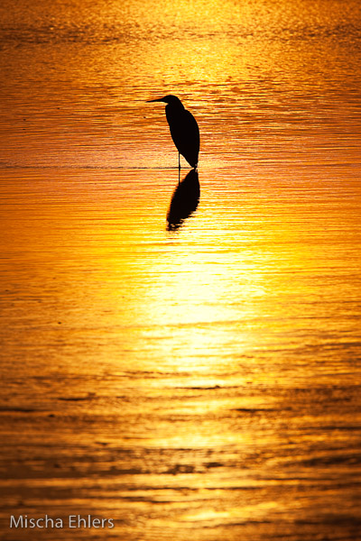 Reiher im Sonnenuntergang