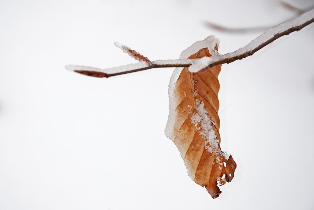 winterliches Herbstblatt