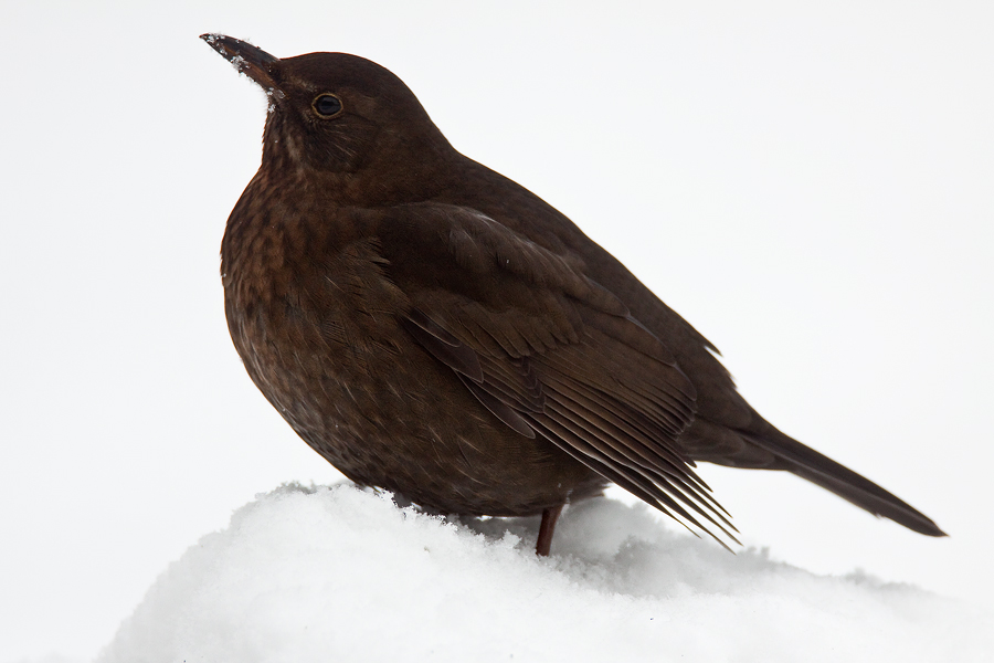 Amselweibchen (Turdus merula) im Schnee