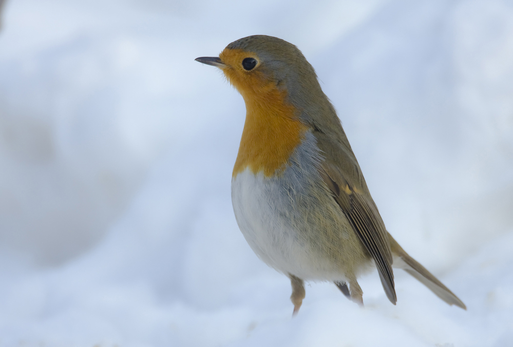 "Langhalskehlchen" im Schnee...