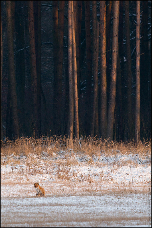 Fuchs in gaaanz klein