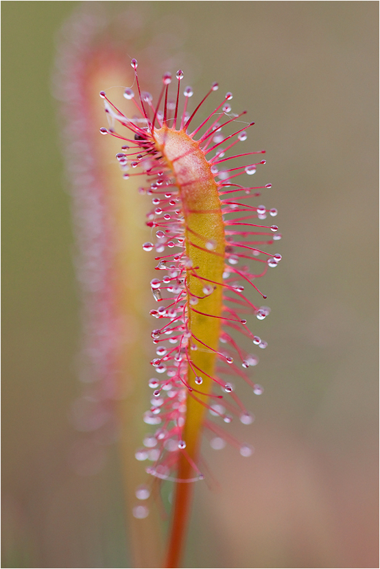 Langblättriger Sonnentau (Drosera anglica)