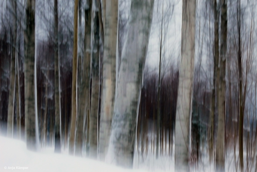 ...Winterwald... #3