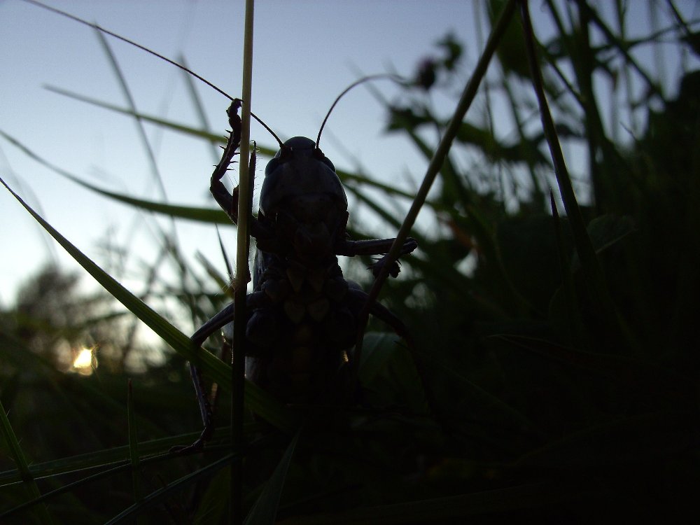 Warzenbeißer im abendlichen Gegenlicht