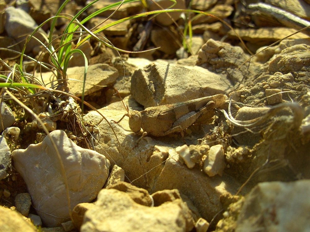 Blauflügelige Ödlandschrecke