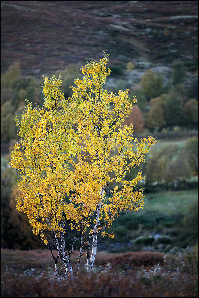 Herbstliche Birke