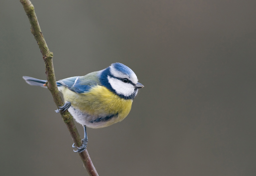 Blaumeise (Cyanistes caeruleus)