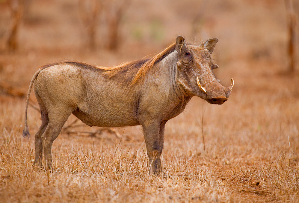 Warthog