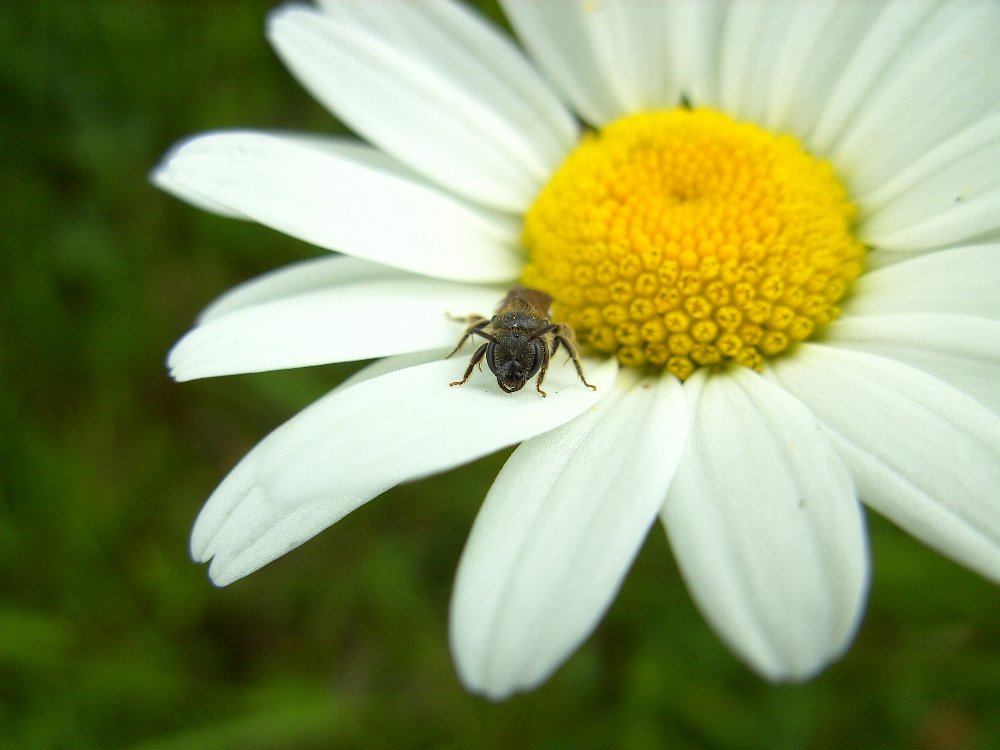 Bienchen Maja