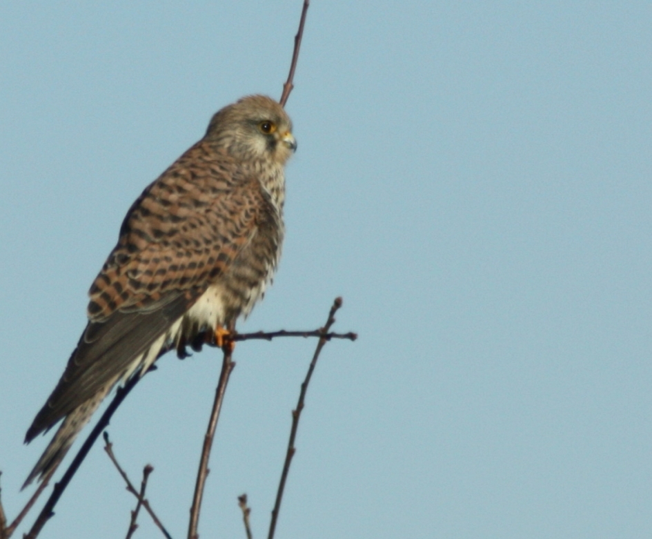 Turmfalke im Sonnenschein....