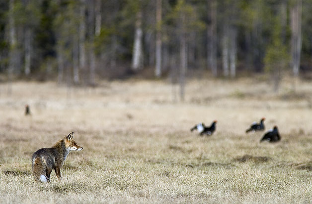 Rotfuchs und Birkhähne