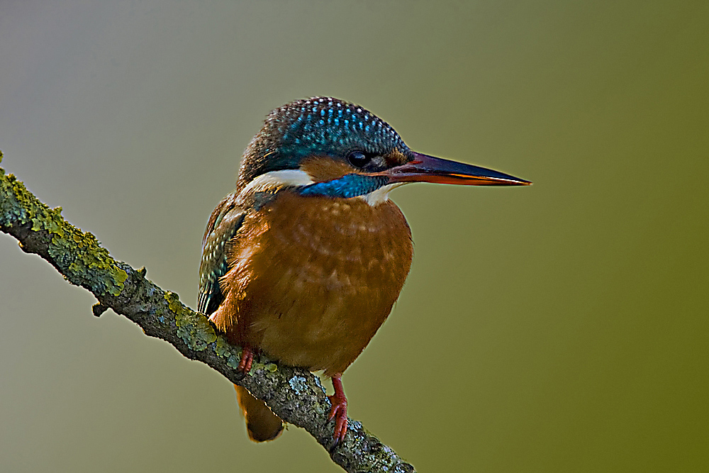 Eisvogel im Seitenlicht