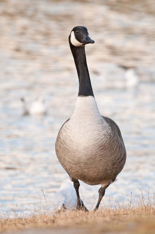 Kanadagans ( Branta canadensis )