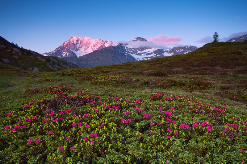 Fletschhorn mit Alpenrosen bei Sonnenaufgang