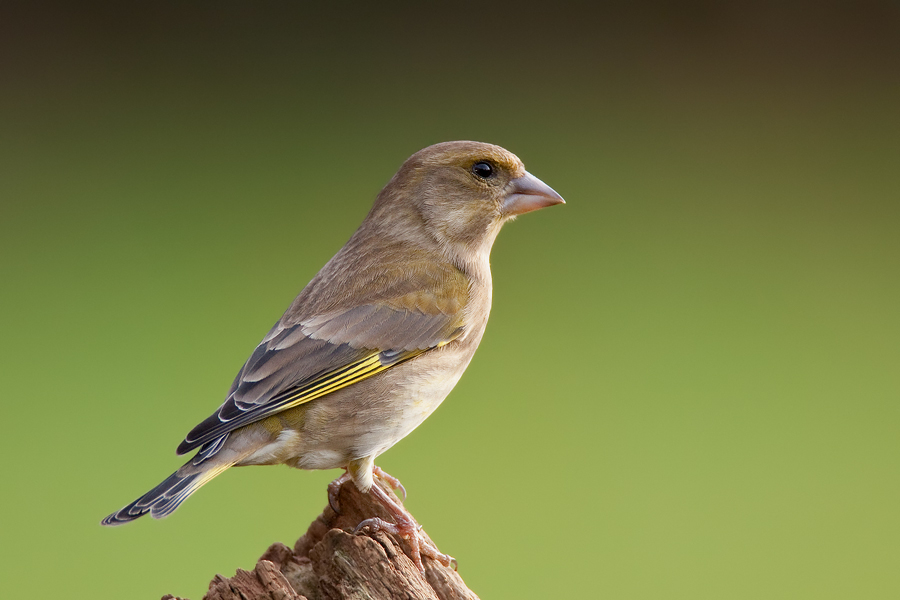 Grünfink (Carduelis chloris)