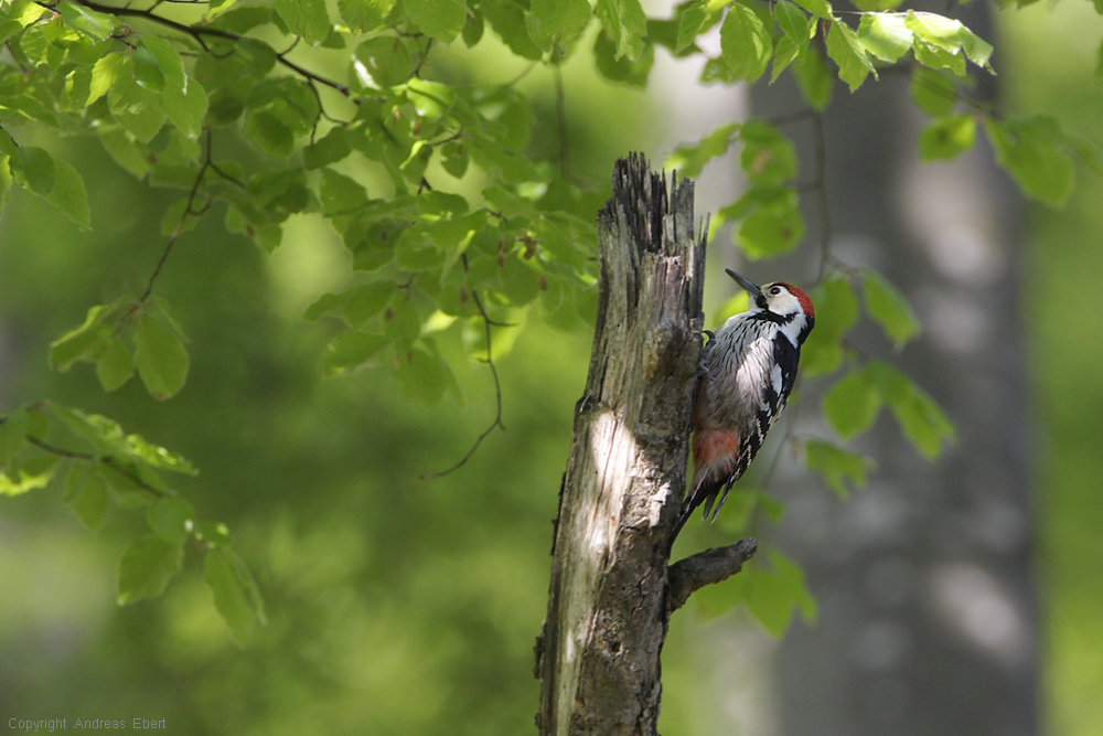 Weißrückenspecht (Dendrocopos leucotos)