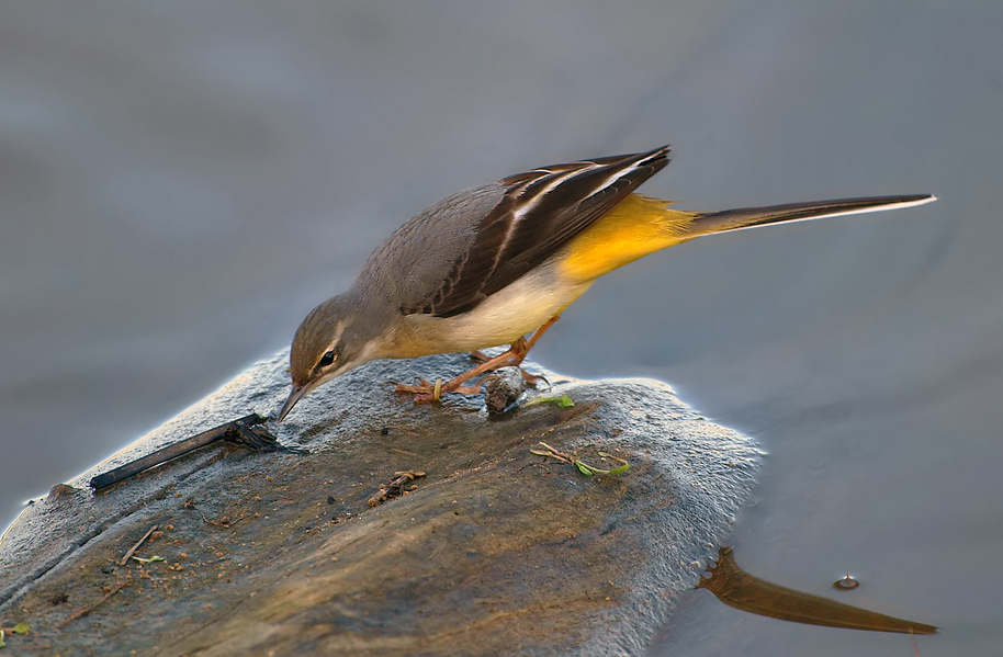 Gebirgsstelze bei der Nahrungssuche ((Motacilla cinerea)