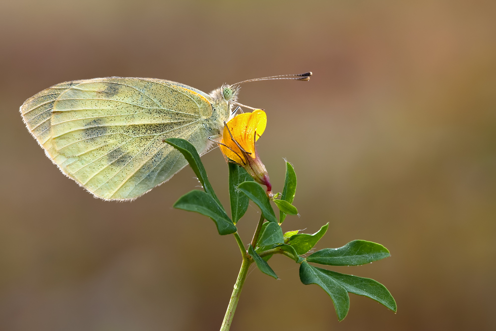 Pieris brassicae