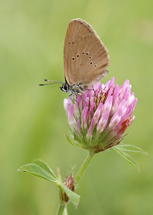 Maculinea nausithous