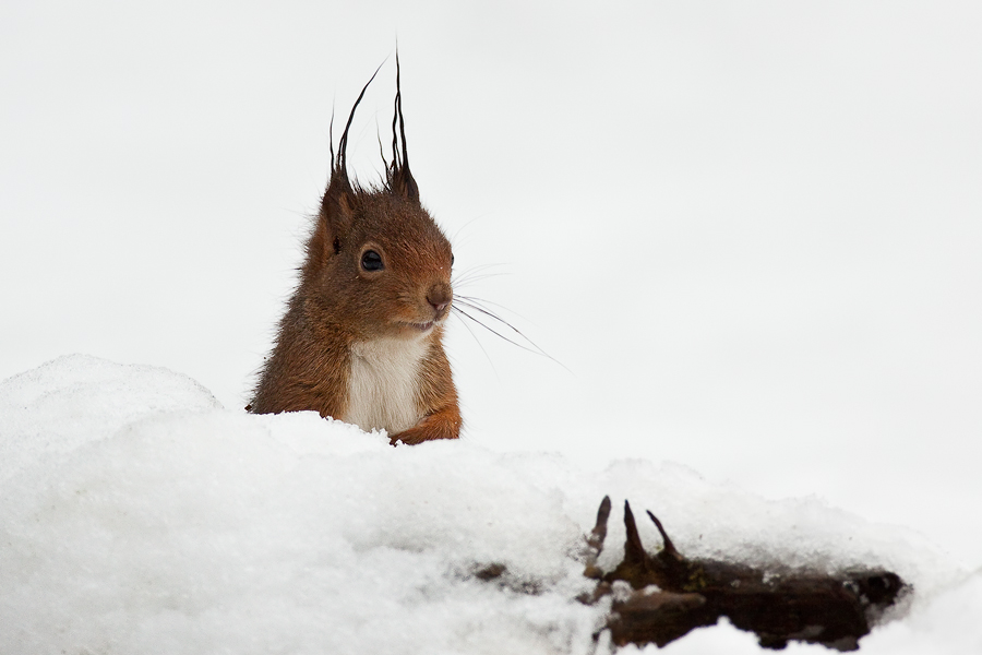 Eichhörnchen (Sciurus vulgaris) im Schnee