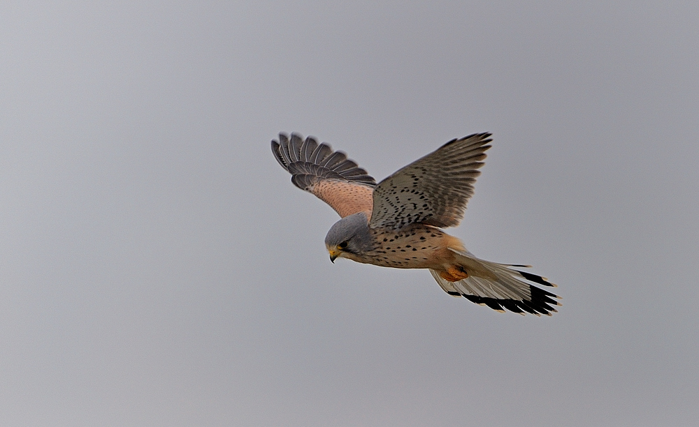 Falke (Forum für Naturfotografen)