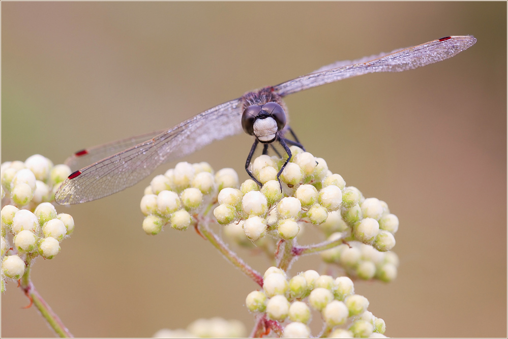 Nordische Moosjungfer (Leucorrhinia rubicunda)