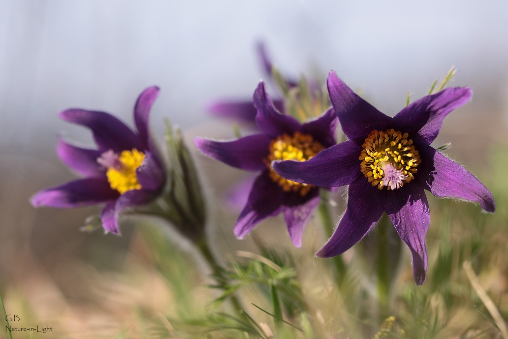 Sehnsucht nach Frühling