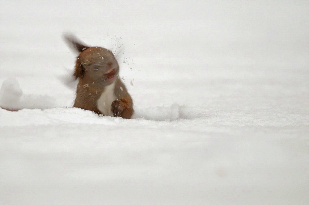 Schnee schütteln!