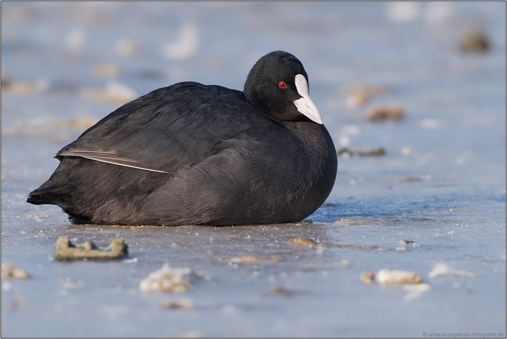 Blässhuhn (Fulica atra)