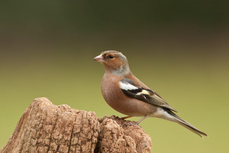 Buchfink (Fringilla coelebs), Männchen