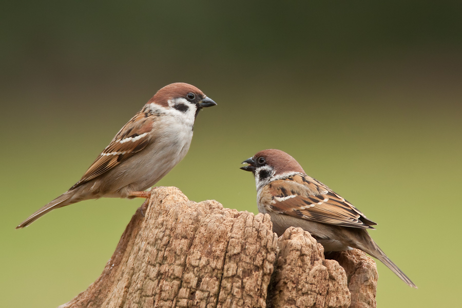 Feldsperlinge (Passer montanus) am Futterplatz