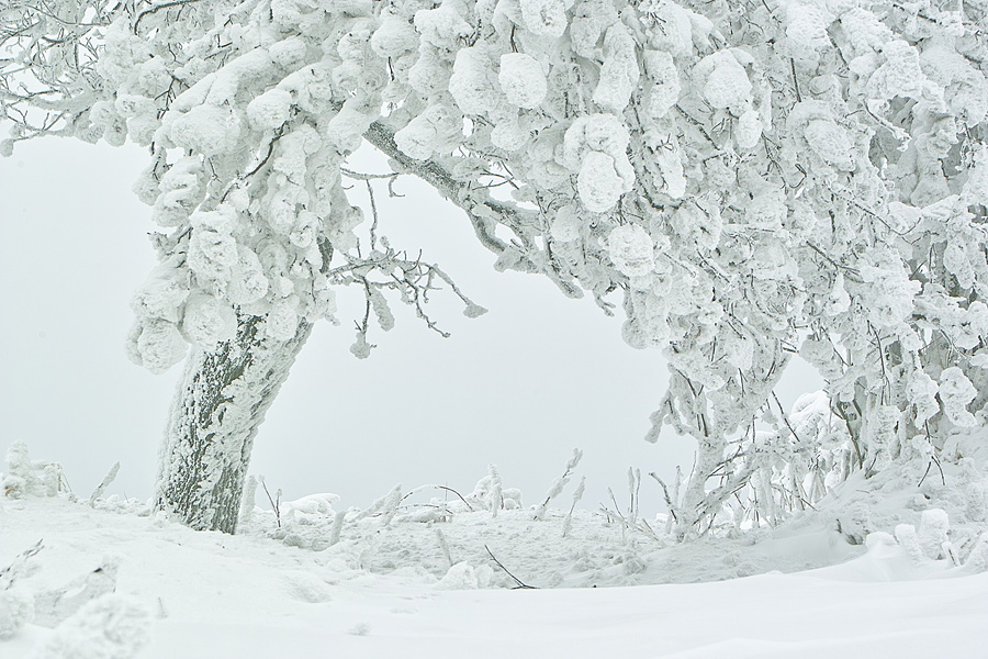 Frozen World