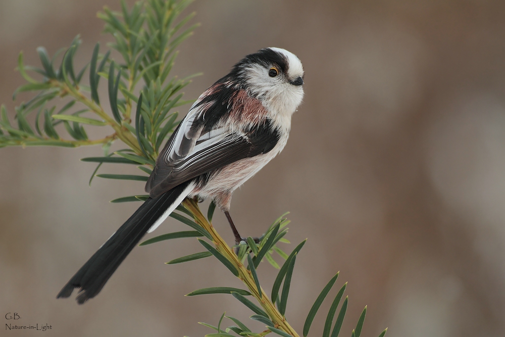 Schwanzmeise Aegithalos_caudatus