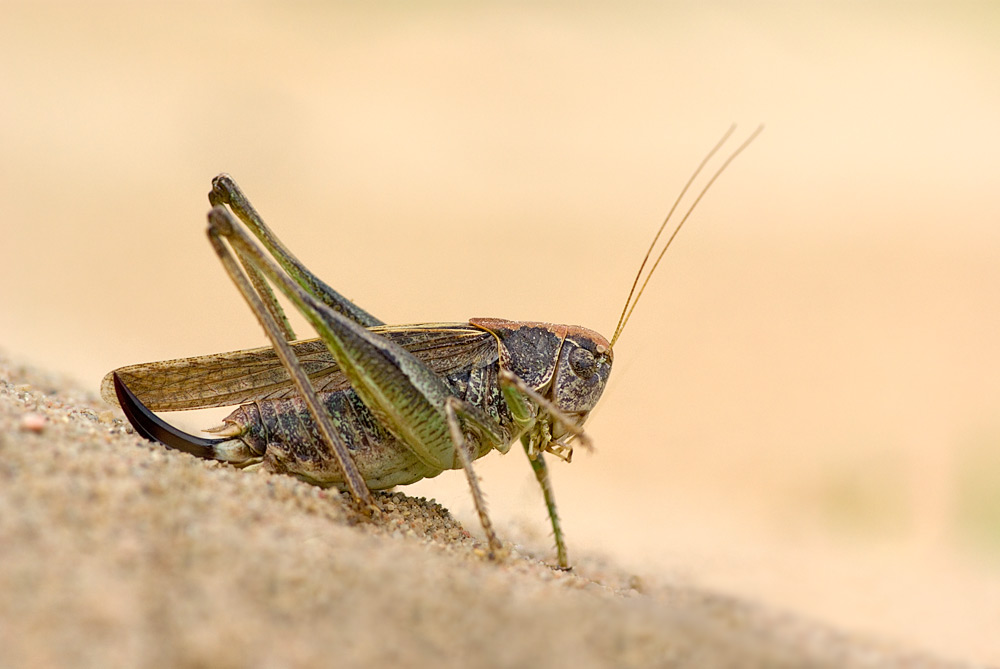 Platycleis albopunctata