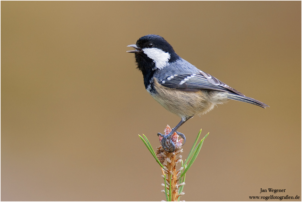 singende Tannenmeise (Periparus ater)