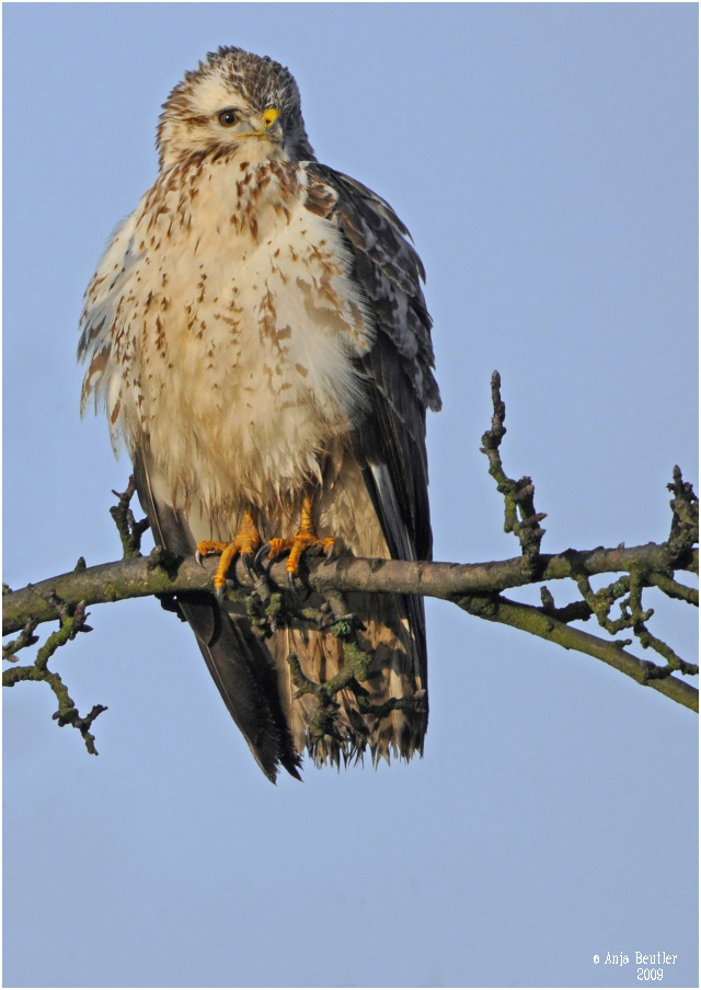 Mäusebussard