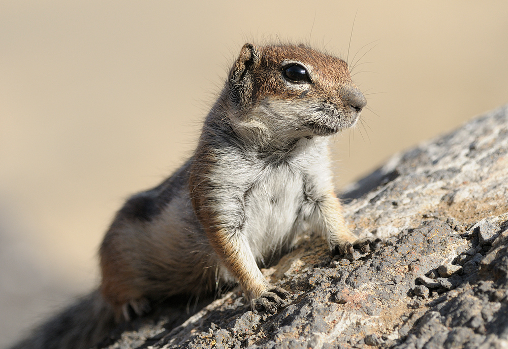 A-Hörnchen