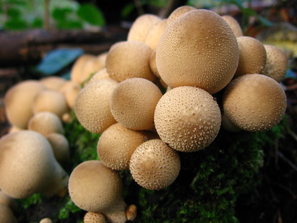 Pilze