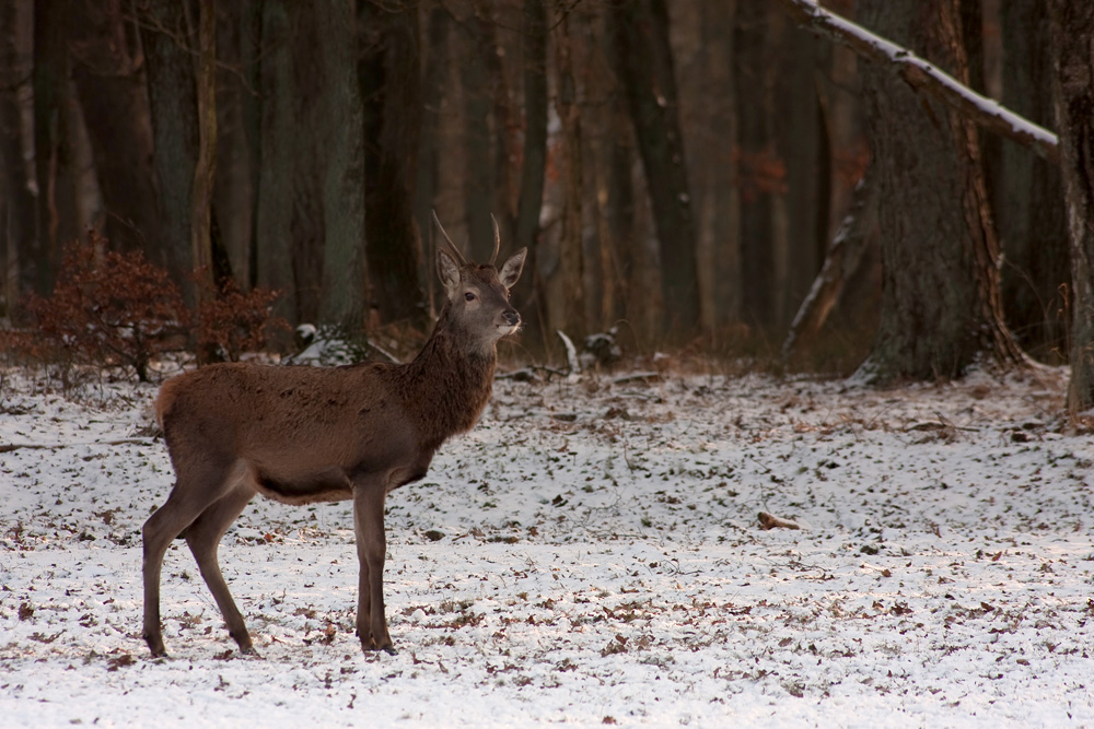 Rotwild im winter