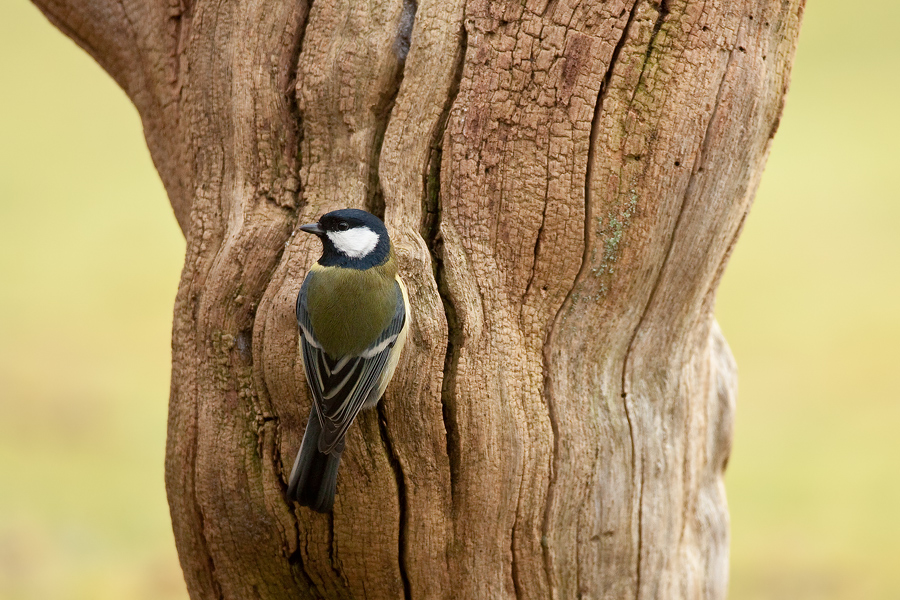 Kohlmeise (Parus major) mal etwas anders vorgestellt