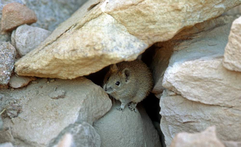 Maus, Maus, komm heraus